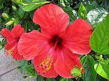 Die malaysianer behaupten das sie die besseren wären, da sie die meisterschaft schon mehrmals gewonnen haben und wie der fc reihern münchen rekordmeister sind. Malaysia Wikipedia