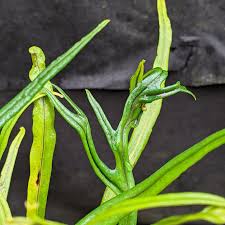 Image result for Elaphoglossum lancifolium