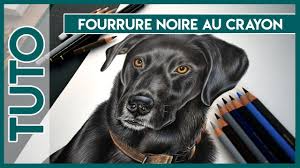 Tuto N 28 Fourrure Noire Au Crayon De Couleur Close To Art Art De Crayon De Couleur Crayon De Couleur Fourrure Noire