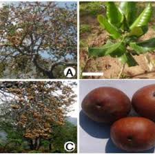 Image result for Uapaca guineensis