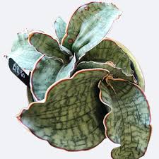 Image result for Sansevieria kirkii