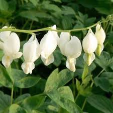 Image result for Dicentra spectabilis alba