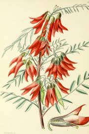 Image result for Neorautanenia mitis