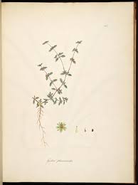 Image result for Gisekia