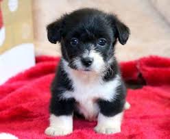 I have 2 females and 1 male. Puppies For Sale Dogs For Adoption Puppy Adoption Agency