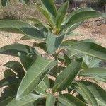 Image result for Rapanea melanophloeos