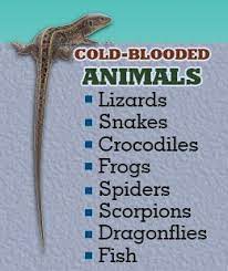 Examples Of 8 Cold Blooded Animals Arctic Tundra Animals Amphibians Activities Cold