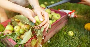 Jcpenney apparel and accessories dirksen parkway store. Best Apple Picking In Illinois