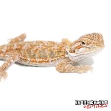 Bearded dragon lighting and humidity the brighter your tank, the happier your bearded dragon will be. Newborn Baby Bearded Dragons Newborn Baby