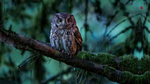 Sebaiknya anda lihat daftar harga berikut ini. Suara Burung Hantu Celepuk Buek Pemecah Kesunyian Malam Youtube