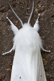 Black And White Spotted Moth Pa White Tiger Moth Tiger Moth Moth White Tiger