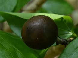 Image result for Strychnos matopensis