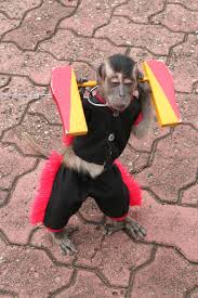 Wonderful desktop wallpapers (43 wallpapers). Funny Monkey Quotes Quotesgram