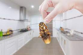 The most important thing is to read the application instructions. 5 Ways To Successfully Do Your Own Pest Control