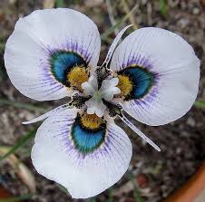 Moraea Villosa Unusual Flowers Orchid Seeds Flowers Nature