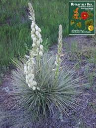 Image result for Asparagaceae