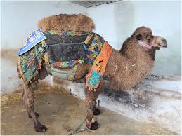 ▪ he wore a smart camel coat over his suit. Dromedary Camelus Dromedarius And Bactrian Camel Camelus Bactrianus Crossbreeding Husbandry Practices In Turkey And Kazakhstan An In Depth Review Pastoralism Full Text