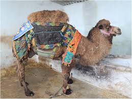 For example, three parameters required for basic authentication are authmethod, authusername and authpassword. Dromedary Camelus Dromedarius And Bactrian Camel Camelus Bactrianus Crossbreeding Husbandry Practices In Turkey And Kazakhstan An In Depth Review Pastoralism Full Text