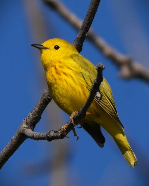 Yellow Warbler spotted near Old Cedar Avenue Bridge | Minnesota