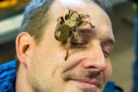 Gruslig: Vogelspinnen hautnah