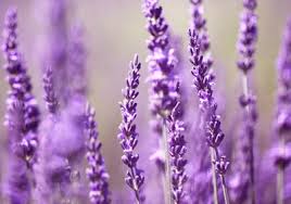 Es kann durchaus vorkommen, dass ein im sommer beschnittener lavendel im herbst noch eine zweite blüte hervorbringt. Blumen De Lavendel Schneiden Pflegen Und Ernten
