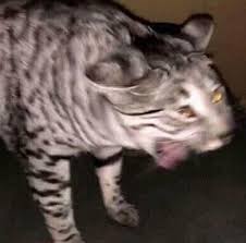 Cats With Down Syndrome Cat Memes Animal Memes Crazy Cats