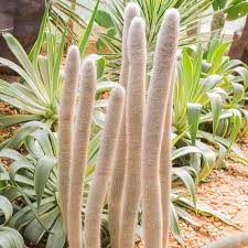 Image result for Cyrtorchis glaucifolia
