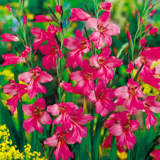 Image result for Gladiolus zambesiacus