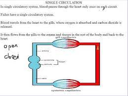Siba Learning Zone Single Circulatory System Youtube