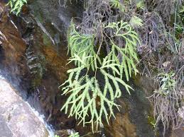 Image result for Sticherus flagellaris