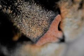 The cause of your cat lethargy can be as simple and benign as. Is It Normal For A Cat To Have A Dry Nose Causes