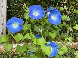 313 free images of morning glory. Good Morning Morning Glory Bok Tower Gardens