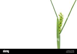 Image result for Cenchrus incertus