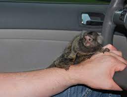 They may be small, but they sure aren't cheap! Primate Store Baby Marmosets For Sale