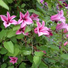 Clematis texensis × clematis 'star of india'. Clematis Duchess Of Albany Climbing Plants Arboretum Garden Centre