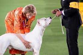 Jun 08, 2021 · sunday, june 13, 2021 masters obedience championship. Westminster Dog Show 2021 The Flavor Of The Moment Is Wasabi The New York Times