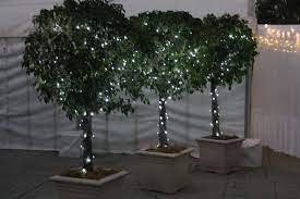 Gardeners.com has been visited by 10k+ users in the past month Example Of Ficus Topiaires In Square Pots With Fairy Lights Fairy Lights In Trees Outdoor Fairy Lights Potted Trees