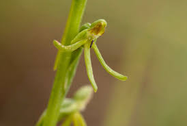 Image result for Habenaria filicornis