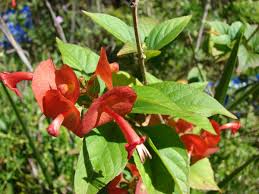 Image result for Holmskioldia sanguinea