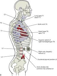 The largest area of the human brain is the cerebrum. Surface Anatomy Of The Back And Vertebral Levels Of Clinically Important Structures Basicmedical Key