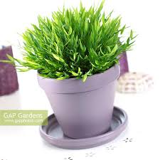 Image result for Pogonatherum paniceum