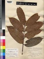 Image result for Landolphia owariensis