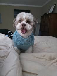 Let's welcome our new members! Please Post pictures/videos, share stories,  and ask for advice from other Shih Tzu owners. Maanu Arpith Gowda, Mamuka  Matiashvili, Kelvin Lucas, Lovely cute power crew of puppies ,