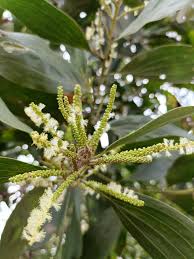 Image result for Acacia mangium
