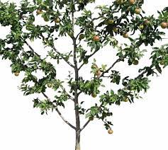 Espalier Is A Shape To Model Apple And Pear Trees Along A Line Or Wall