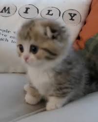 Cuteness Overloaded 3 Video Funny Animal Videos Kittens Funny Baby Animals Funny