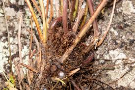 Image result for Christella gueinziana