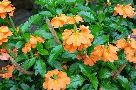 Image result for Crossandra puberula