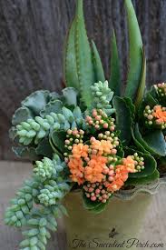 Kalanchoe Blossfeldiana Adds A Punch Of Color With Its Wonderful Blooms Does Well Indoors And Out In Brigh Planting Succulents Succulent Gardening Succulents