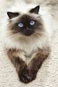 Himalayan Cat Breed Information, Pictures, Characteristics ...